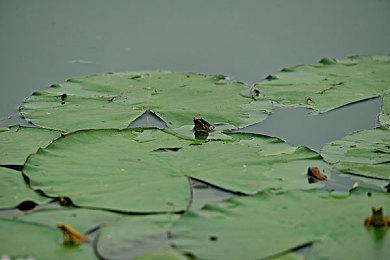 《球胜大本营》开发者：停止服务前请发布私服版本